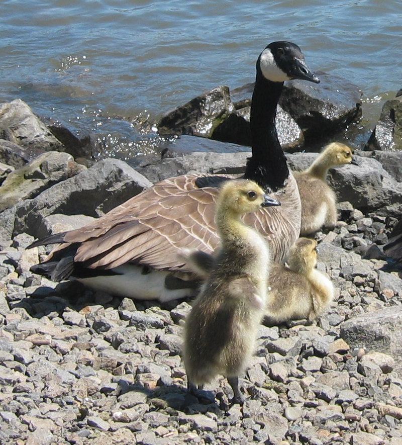 Carmen's Family, with 5 Canada Geese goslings
