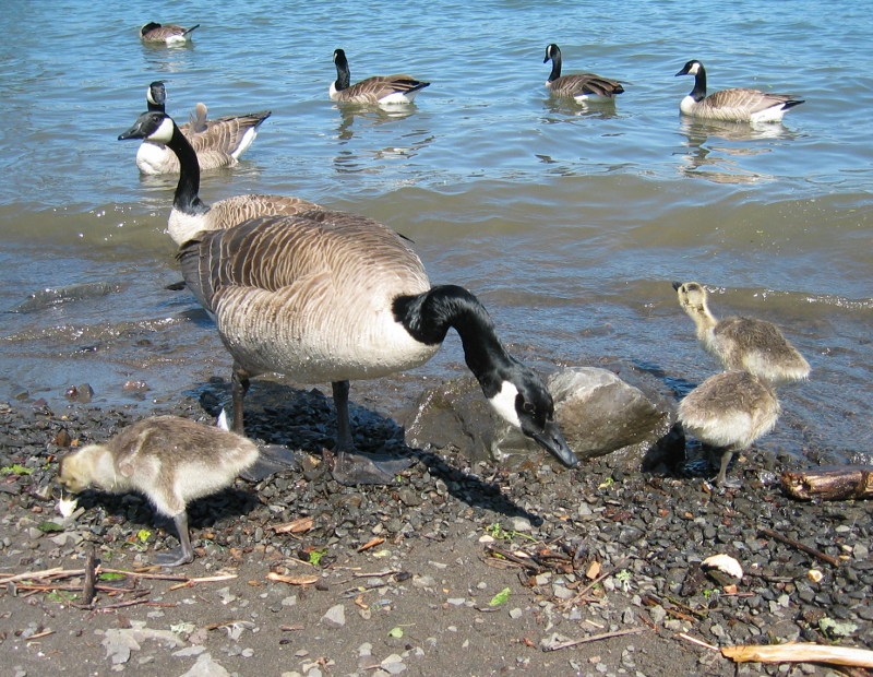 Carmen the Canada Goose gosling and Her Family