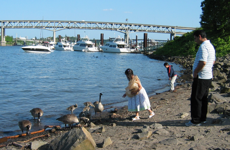 Girl feeding Canada Geese