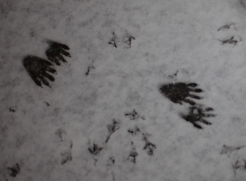 Raccoon footprints