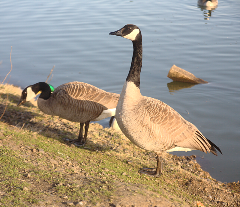 Canada Geese pair