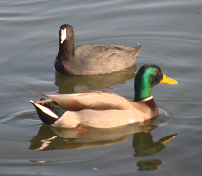 American Coot and Mallard Duck
