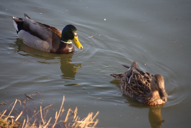 Mallard Ducks