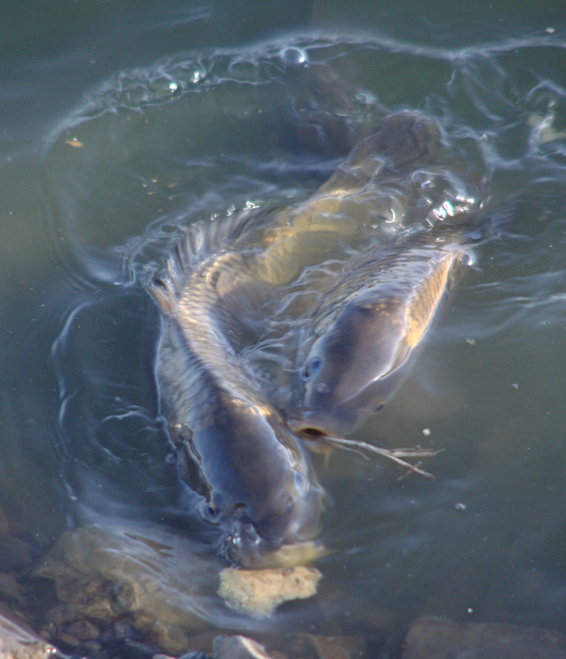 Carp feeding