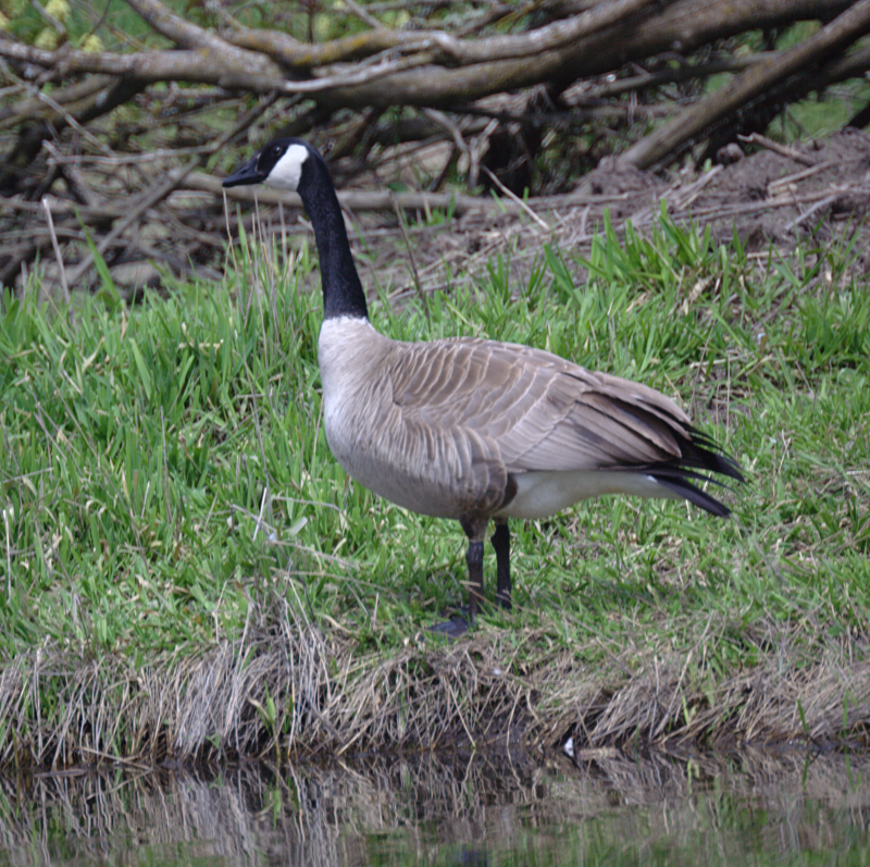 Canada Geese father