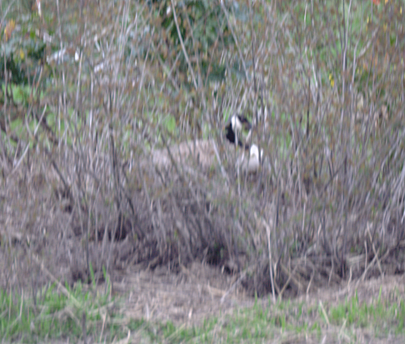 Canada Goose mother nesting