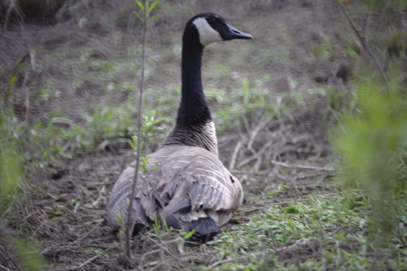 Canada Goose