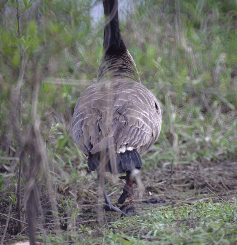 Canada Goose with broken leg