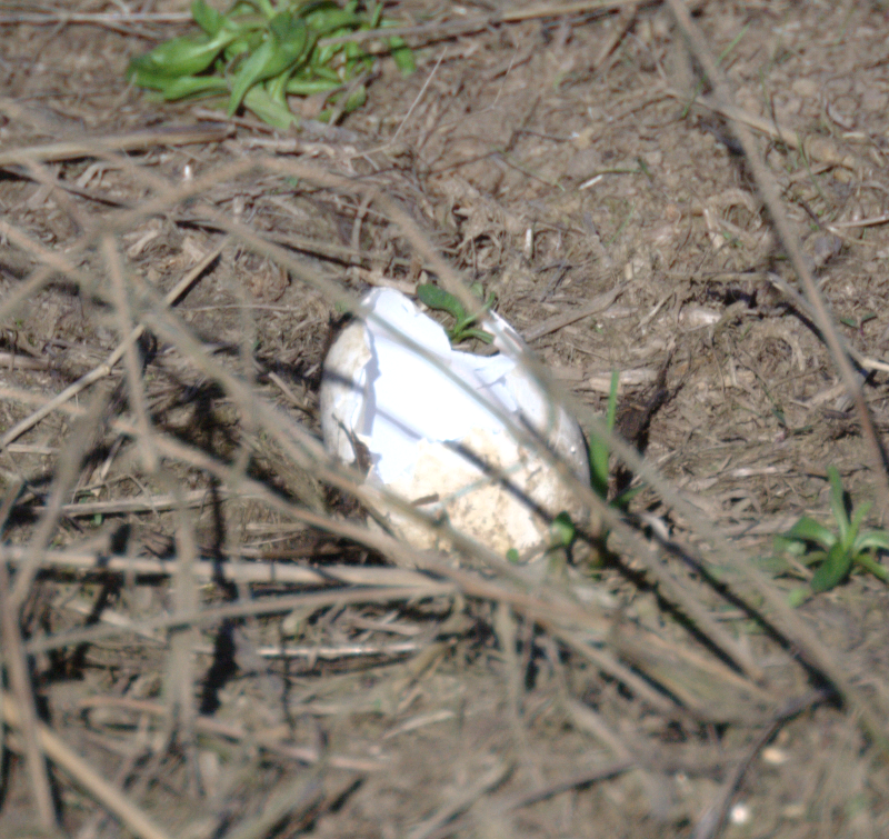 Canada Goose goslings