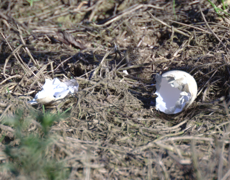 Canada Goose goslings
