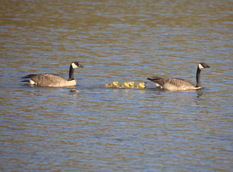 Canada Geese