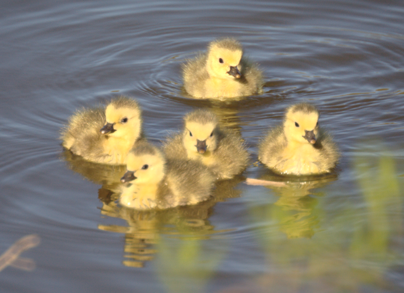 Canada Goose goslings
