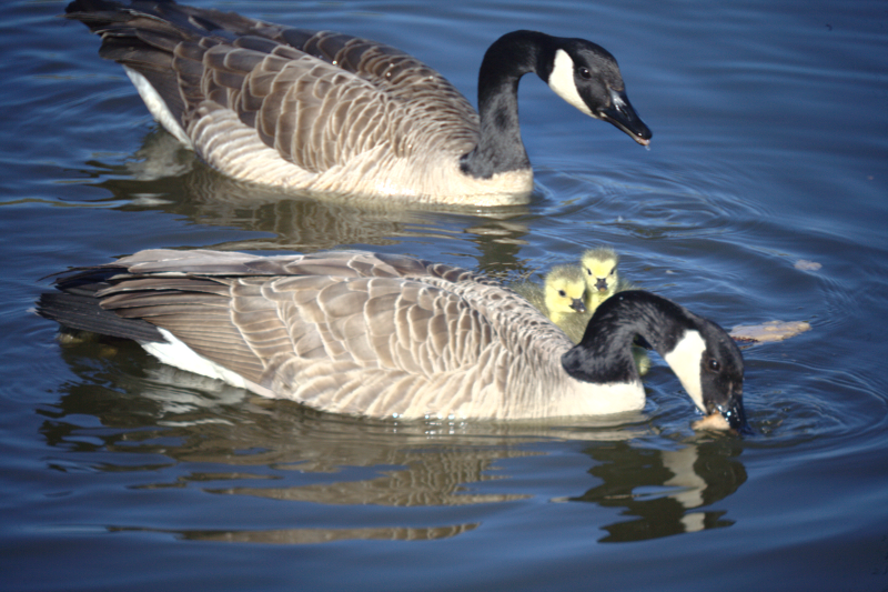 Canada Goose goslings