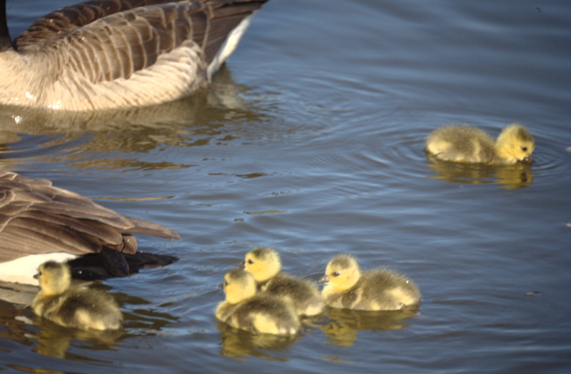 Canada Goose goslings