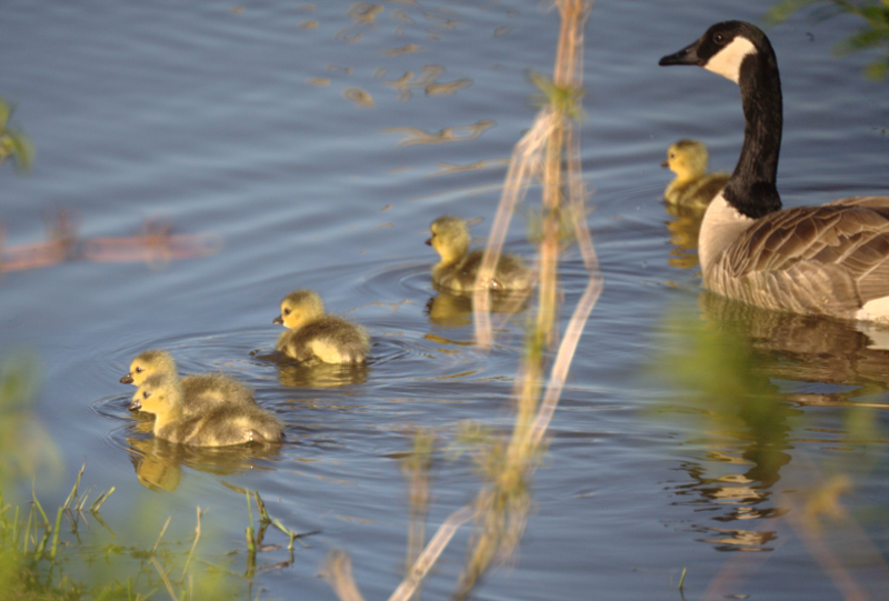 Canada Goose goslings