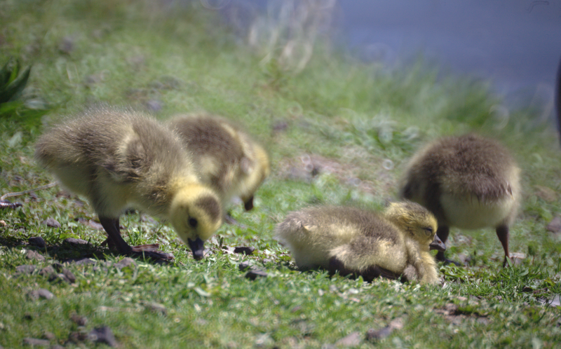 Canada Goose goslings