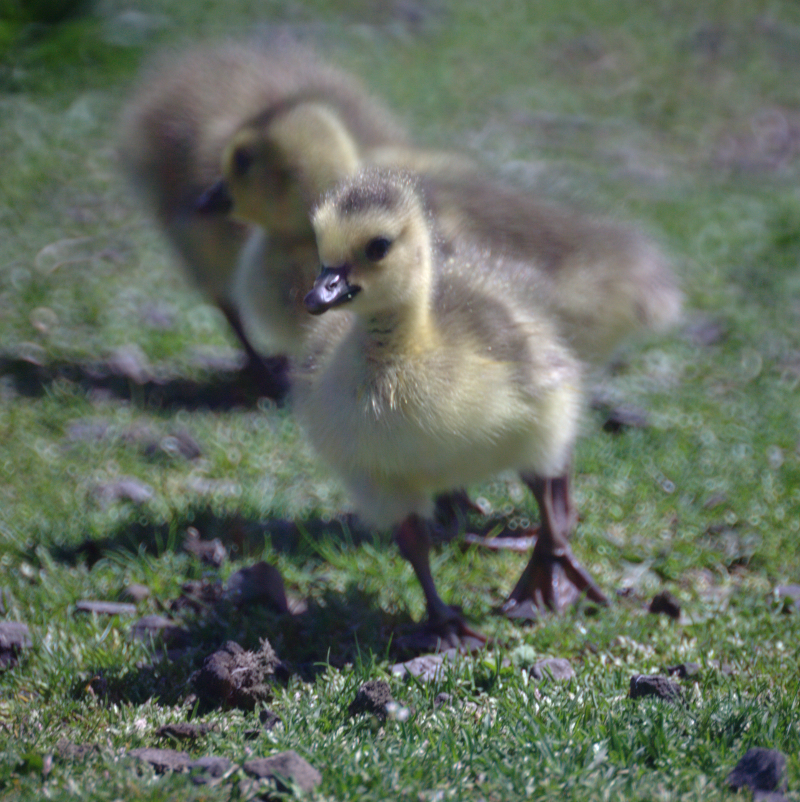 Canada Goose goslings