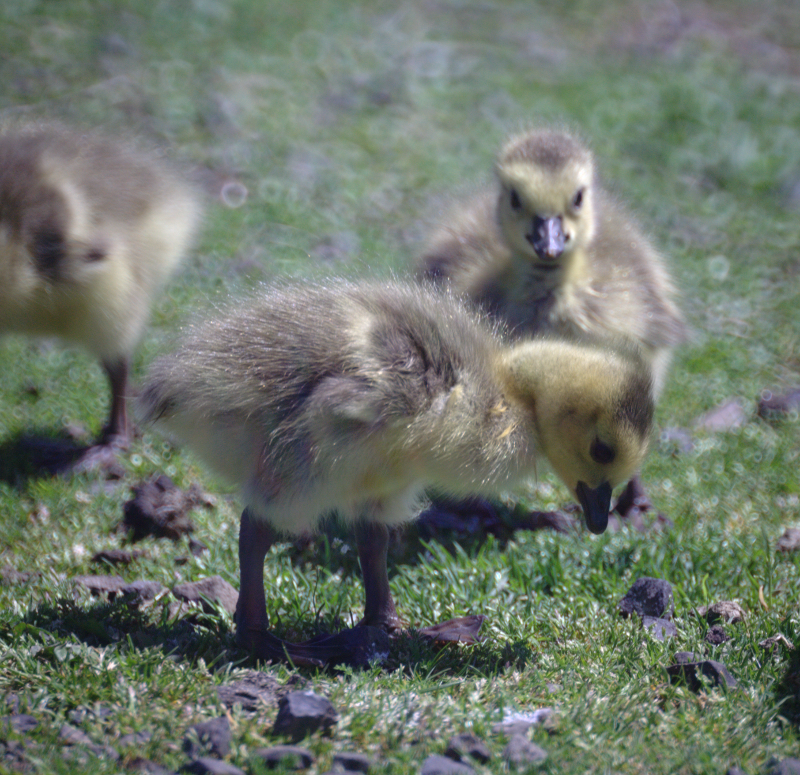 Canada Goose goslings