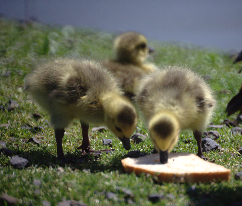 Canada Goose goslings