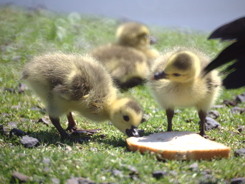 Canada Goose goslings
