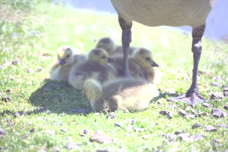 Canada Goose goslings