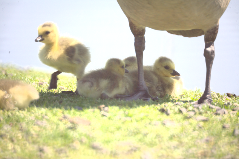 Canada Geese goslings