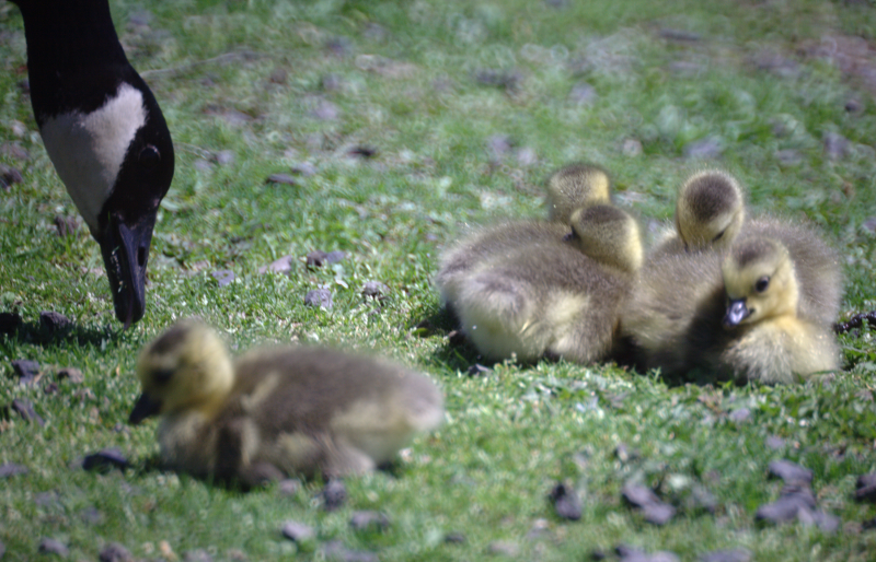 Canada Goose goslings