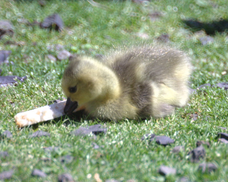 Canada Goose gosling