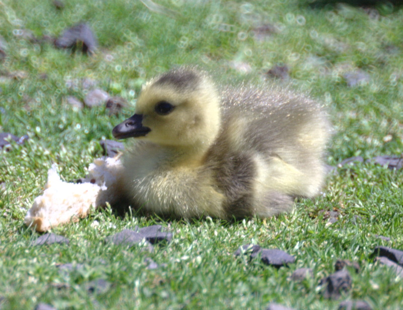 Canada Goose gosling