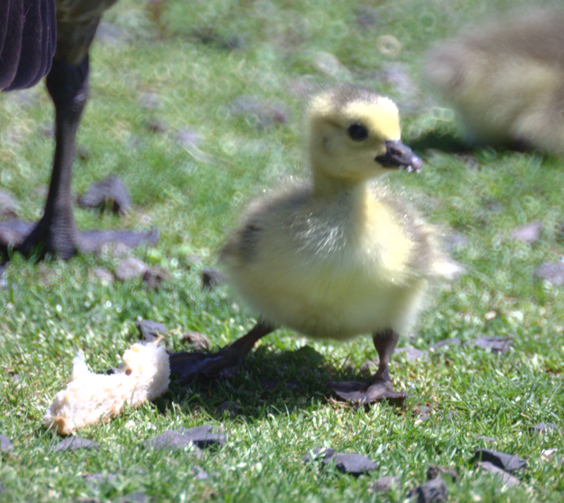 Canada Goose gosling