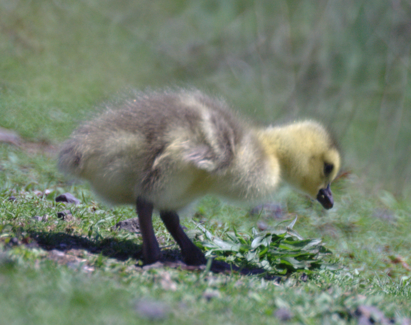 Canada Goose goslings