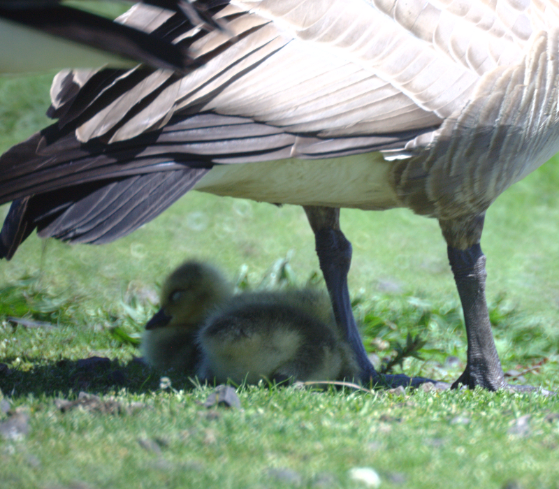 Canada Goose goslings