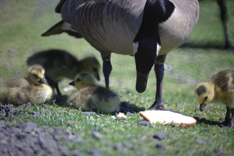 Canada Goose goslings