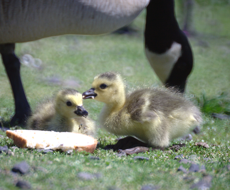 Canada Goose goslings