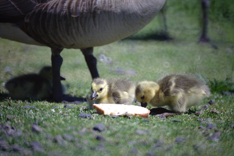 Canada Goose goslings