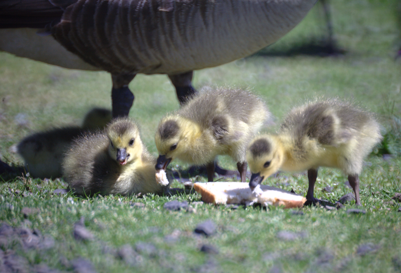 Canada Goose goslings