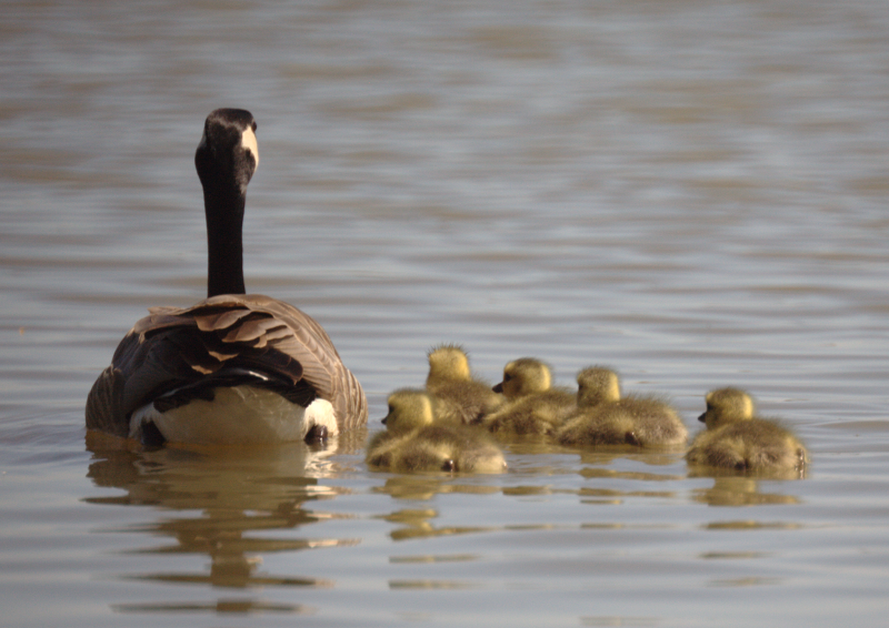 Canada Goose goslings
