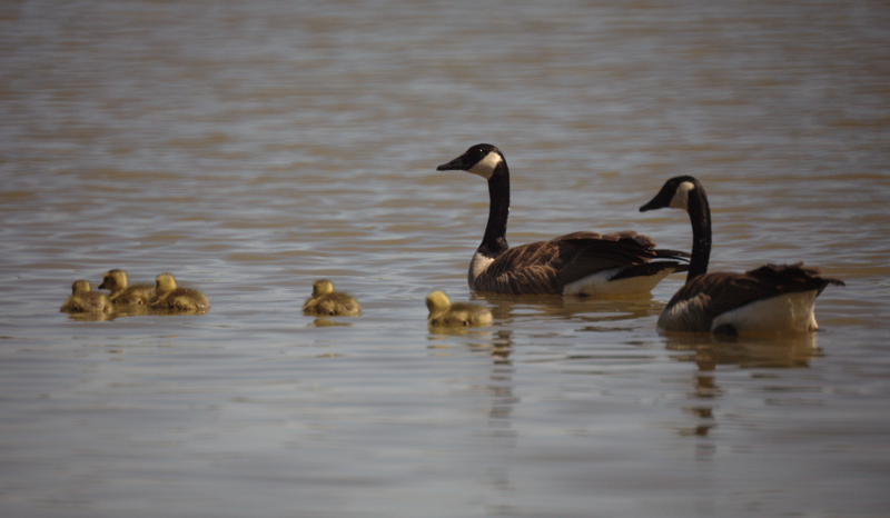 Canada Geese goslings