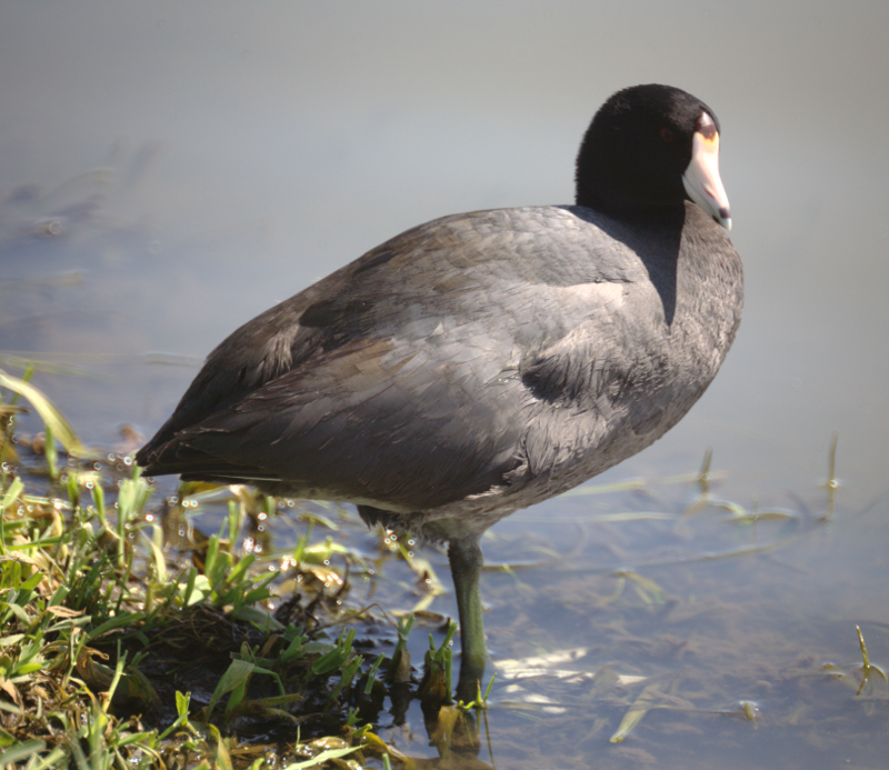 Coot