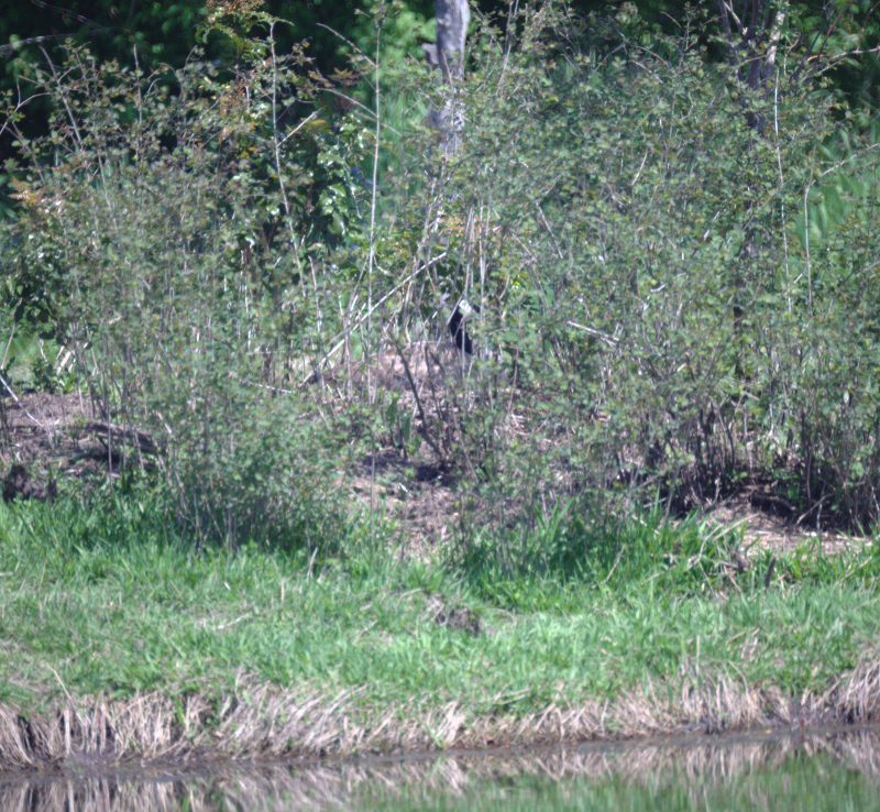 Canada Goose mother nesting