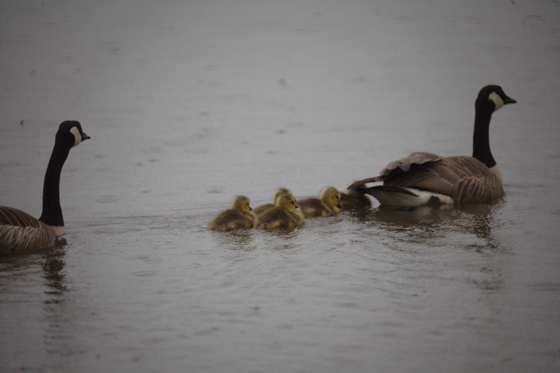 Canada Goose goslings