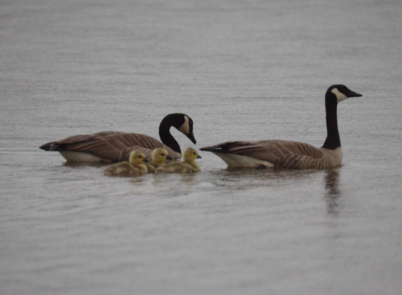 Canada Geese goslings