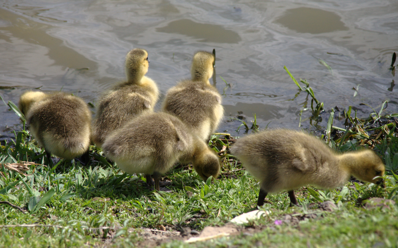 Canada Goose goslings
