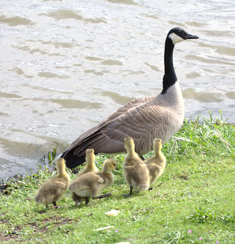 Canada Goose goslings