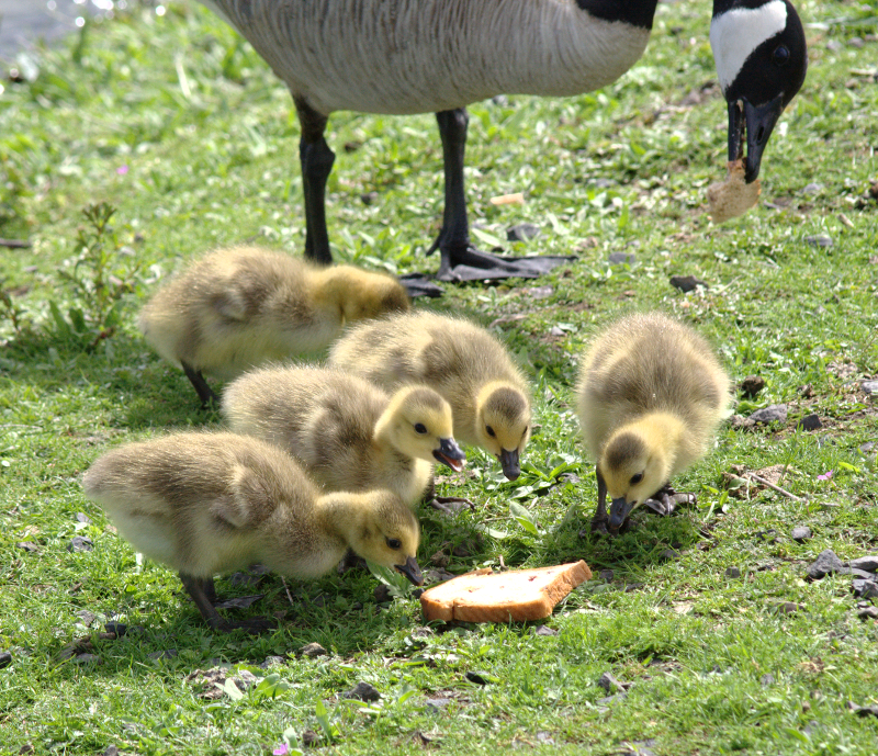 Canada Goose family