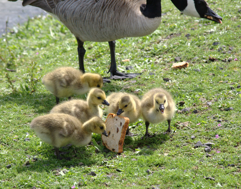 Canada Goose broken egg