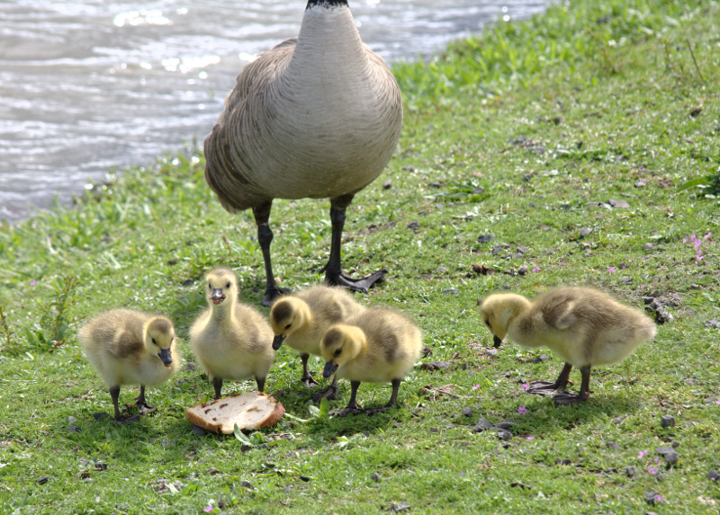Canada Goose goslings