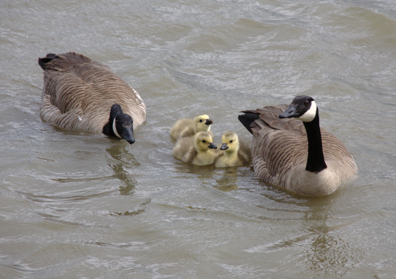 Canada Goose goslings