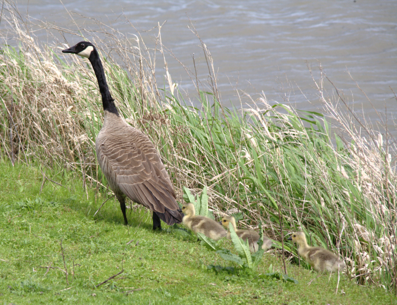 Canada Goose goslings