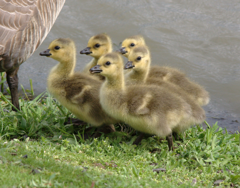 Canada Goose family